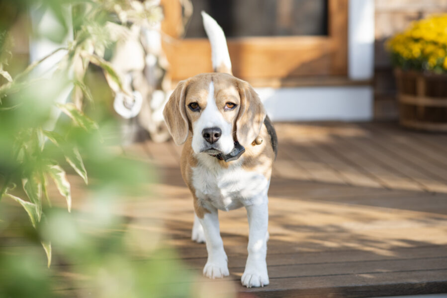 Beagle dog walking on a wooden deck with sunlight filtering through nearby plants, showcasing its playful and friendly demeanor.