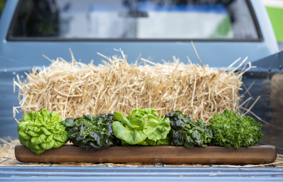 Fresh assortment of lettuce varieties displayed on a wooden tray, with a background of straw bales and a pickup truck. Ideal for farm-to-table concepts and healthy eating.